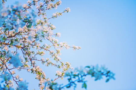 very close up floral view on blossom of apple tree の写真素材