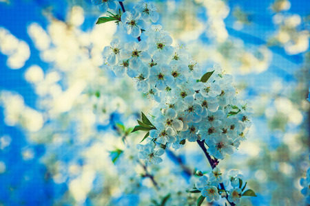 little branch of cherry tree with white flowers floral backgroun
