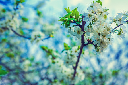 branch of blossoming cherry tree with white flowers floral backgの写真素材