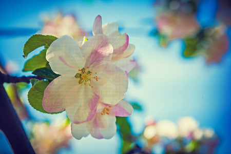 flower of apple tree blossomの写真素材