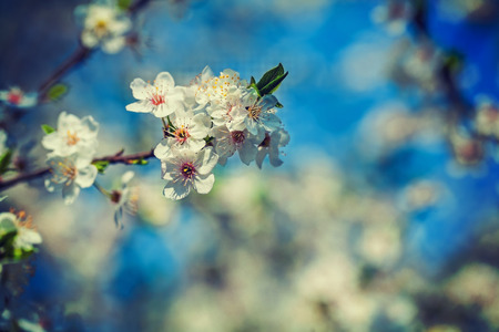 little branch  of cherry tree with blossoming flowers 