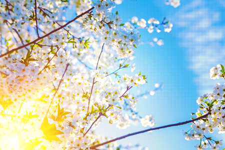 sun translucent through twigs of blossoming cherry tree floral backgroundの写真素材