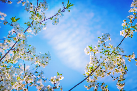 sparse branches of blossoming cherry tree の写真素材