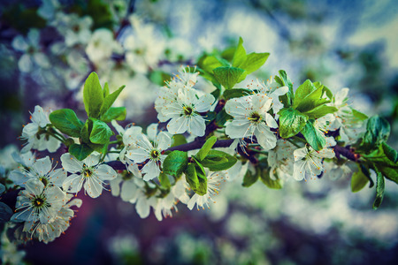 view on branch of cherry tree with white blossoming flowers