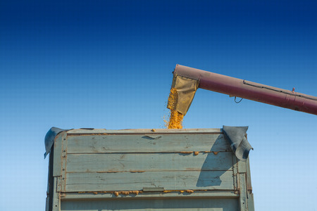 loadding corns of maize corn into tipper