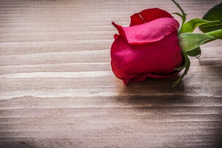 Bloomed rosebud on wooden board holiday concept.の写真素材