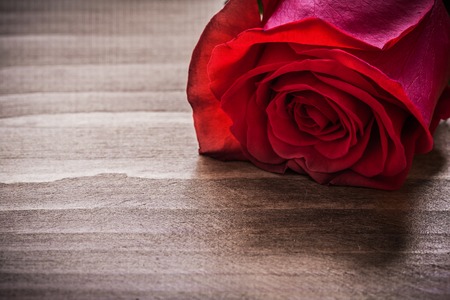 Expanded rosebud on wooden board holiday concept.の写真素材