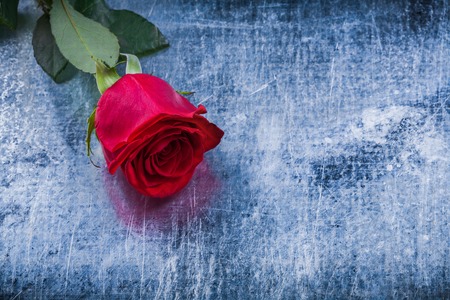 Natural red rose on scratched metallic background holiday concept.の写真素材