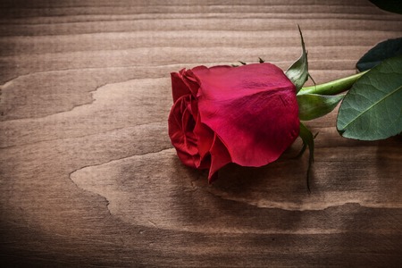 Red rose on wooden board holiday concept.の写真素材