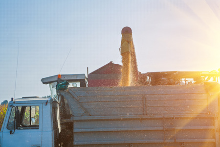 loadding maize corns after harvesting.の写真素材