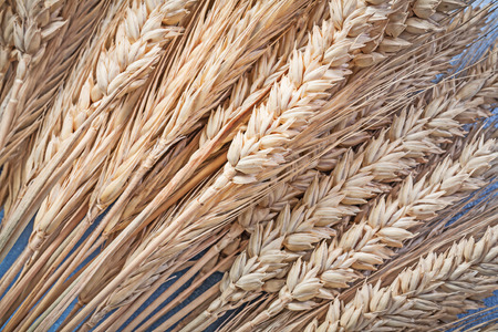 Bunch of golden wheat-rye ears on blue background close up view.の写真素材