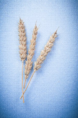 Rye wheat ears on blue background top view.の写真素材