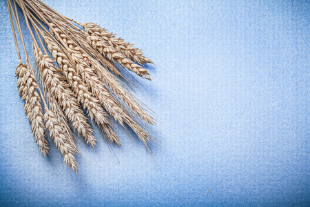 Bunch of golden rye wheat ears on blue background.の写真素材