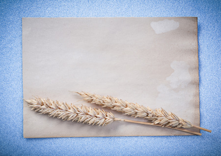 Wheat ears vintage paper on blue backgroundの写真素材