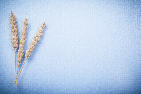 Rye wheat ears on blue background copy space.の写真素材