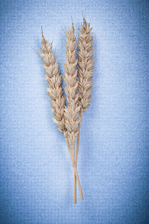 Rye ears on blue background close up view.の写真素材