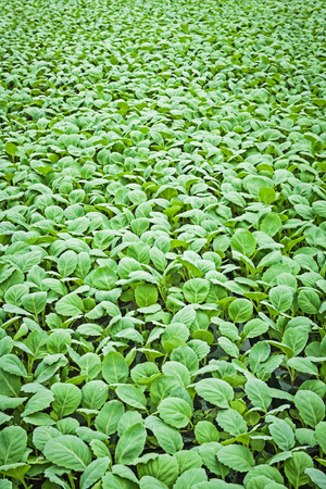 close up view young plants of cabbage.の写真素材