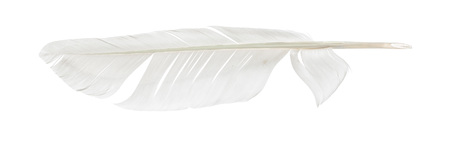 Vintage feather isolated on white.の写真素材