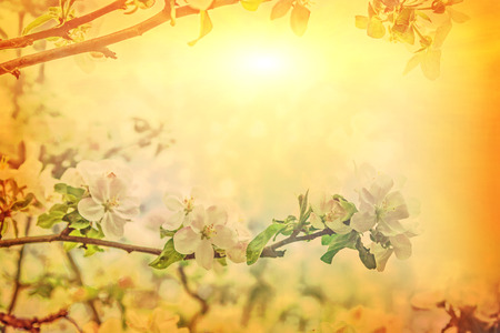 beautiful solitude branch of blossoming apple tree on blurred sunny foggy background in spring at...