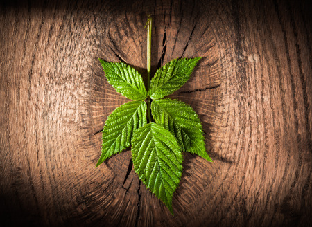 Green leaf on vintage wooden board.