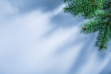 Fir tree branch on white background.の写真素材