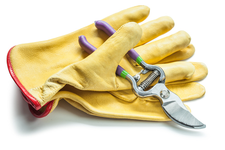 secateurs and yellow leather gloves  isolated on whiteの写真素材