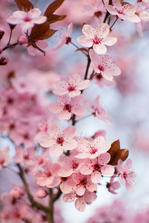 Pink cherry blossoms on light blue background.の写真素材