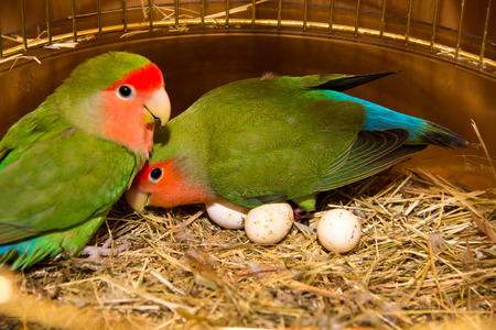 two beautiful green parrots lovebirds agapornis in gold cage having eggsの写真素材
