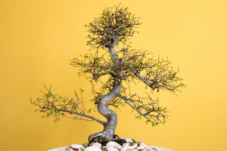 art form using trees - green lush Bonsai Ulmus parvifolia - grow new leaves in spring First picture of fourの写真素材