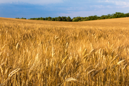 Ripening wheat fields in Provence in golden sunlightの写真素材