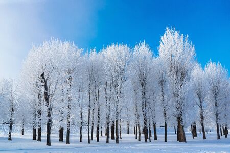 winter trees covered with frost Winter Branchの写真素材