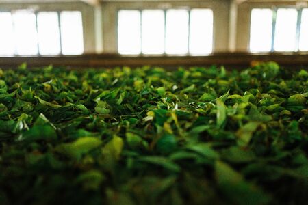 green tea leaves are processed の写真素材