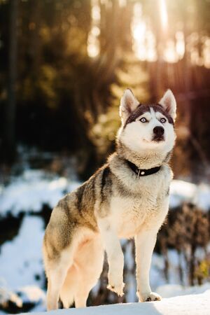 Huskys dog looks to the side while the back of the snow and sun