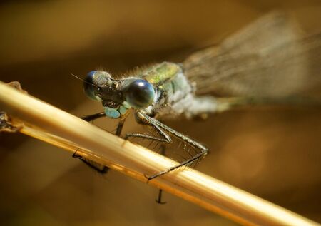 Portrait of red Dragonfly perched on old branch looking at the viewer