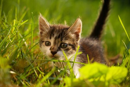 Little red kitten on green grassの写真素材