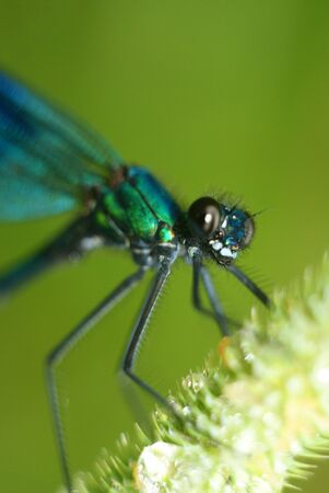 Portrait of big Dragonfly on a branchの写真素材