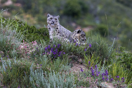 Snow leopard in the mountains of Kyrgyzstanの写真素材
