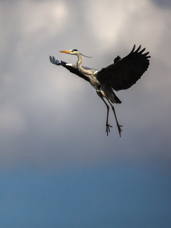The grey heron is a long-legged wading bird of the heron family, Ardeidae, native throughout temperate Europe and Asia, and also parts of Africa.の写真素材