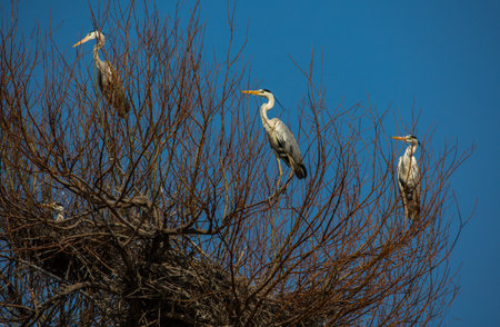 The grey heron is a long-legged wading bird of the heron family, Ardeidae, native throughout temperate Europe and Asia, and also parts of Africa.の写真素材