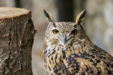 The Eurasian eagle-owl is a species of eagle-owl, a type of bird that resides in much of Eurasia.の写真素材