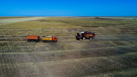 Grain harvesting on combines in Astana region of Kazakhstan.08.31.2021の写真素材