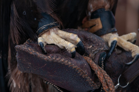 Close-up of the hands of a eagle with a leather beltの写真素材