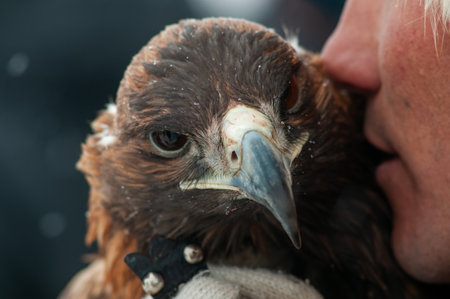 Close-up of a golden eagle in the hands of a man