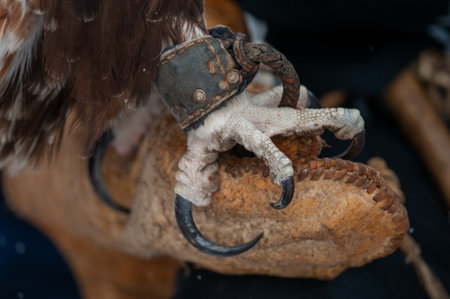 Close up of a golden eagle head, detail of a golden eagle head
