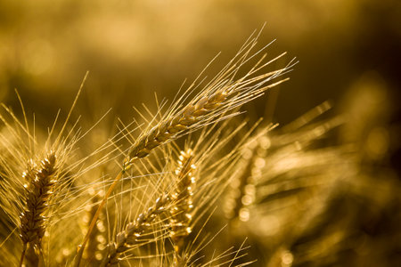 Close up of golden ears of wheat in the field. Shallow depth of fieldの写真素材
