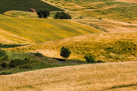 Rural landscape in Val d'Orcia, Tuscany, Italyの写真素材