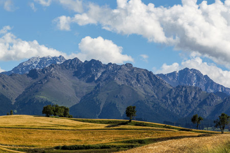 Field with snow capped mountains in the backgroundの写真素材