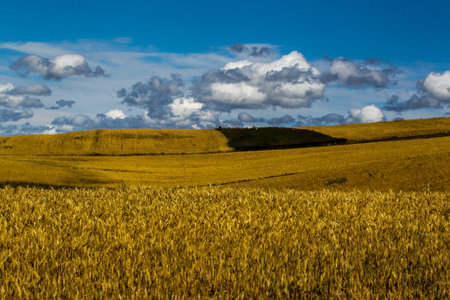 Yellow wheat field with blue sky and white clouds. Rural landscape.の写真素材