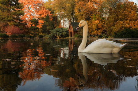 Beautiful white swan swimming in the lake in autumn park.