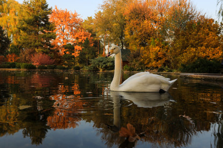 White swan swimming on the lake in autumn park. Nature backgroundの写真素材